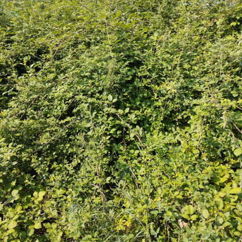 Biodiversité patrimoniale