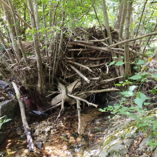 Embâcle de bois flotté